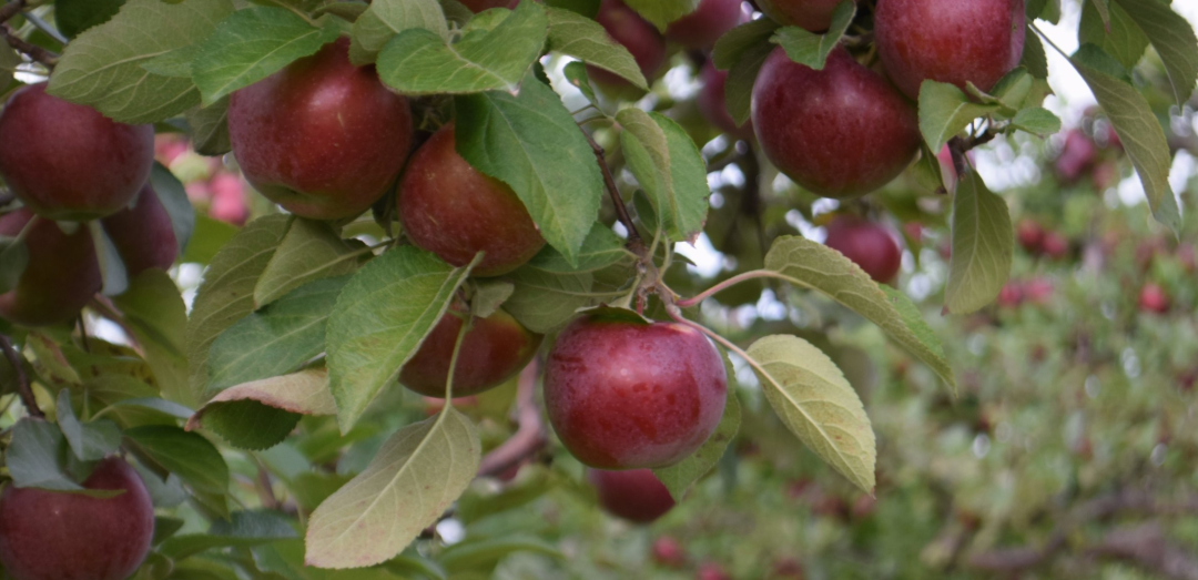 多伦多摘苹果农场盘点：Brooks Farm妥妥C位！周周有主题！