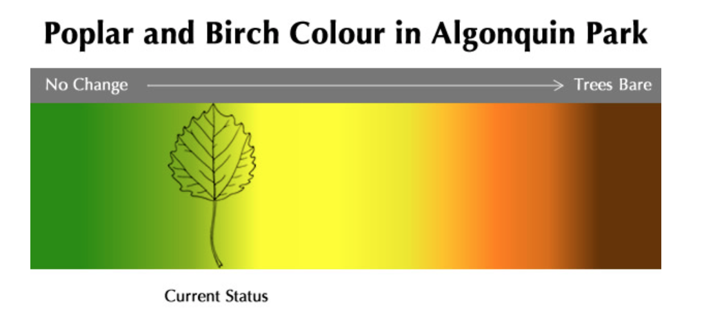 阿岗昆枫叶红了：100%树叶变色，落叶率10%！