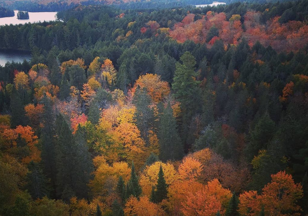 阿岗昆枫叶红了：100%树叶变色，落叶率10%！