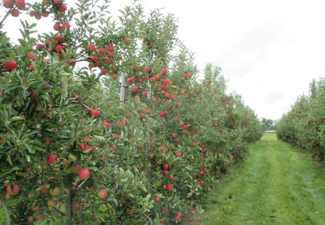 多伦多摘苹果农场盘点：Brooks Farm妥妥C位！周周有主题！