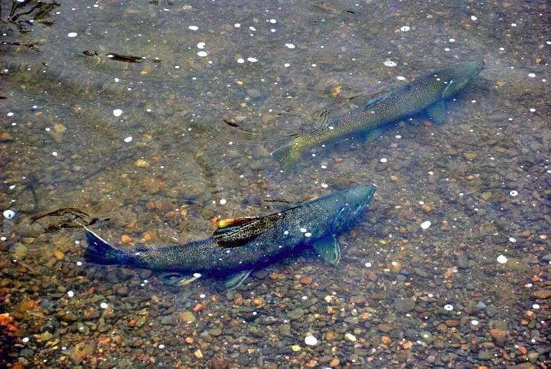 今年还能看三文鱼洄游吗？励志大神快来了！