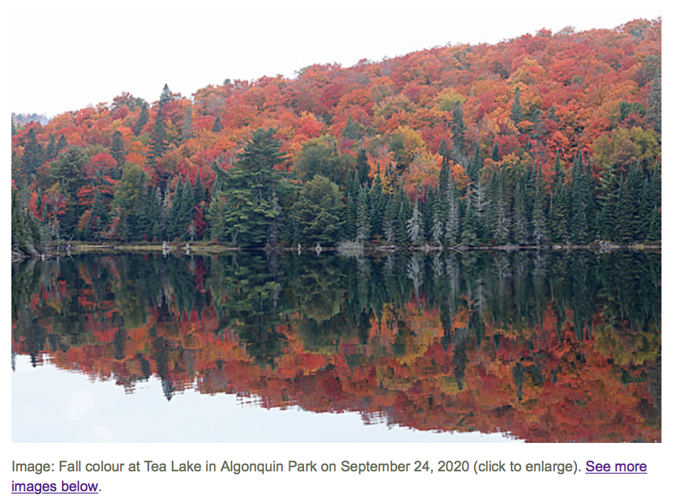 阿岗昆枫叶红了：100%树叶变色，落叶率10%！