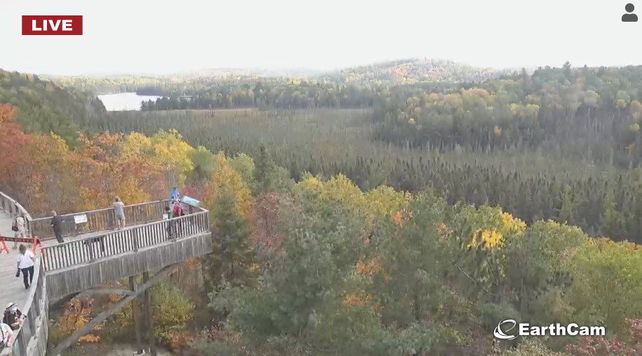 阿岗昆枫叶红了：100%树叶变色，落叶率10%！