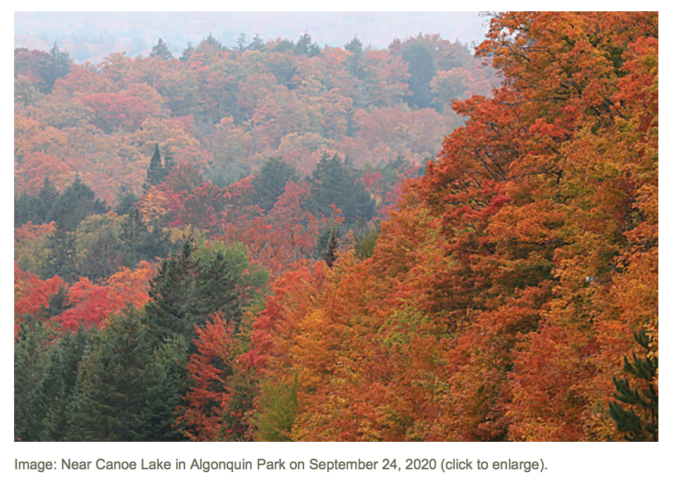 去早了绿，去晚了秃：阿岗昆最美的枫景怎么赏？