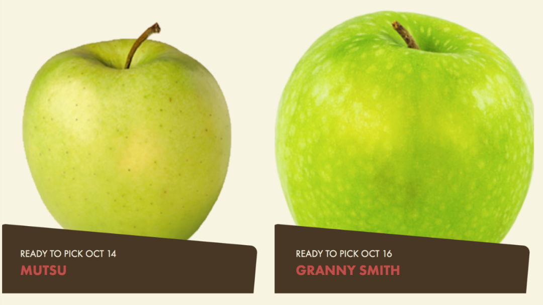 多伦多摘苹果农场盘点：Brooks Farm妥妥C位！周周有主题！