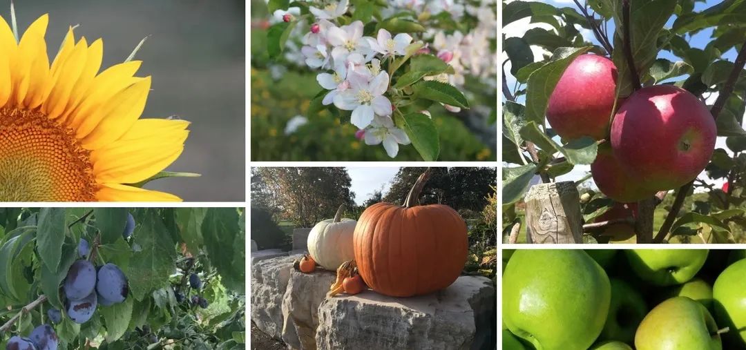 多伦多摘苹果农场盘点：Brooks Farm妥妥C位！周周有主题！