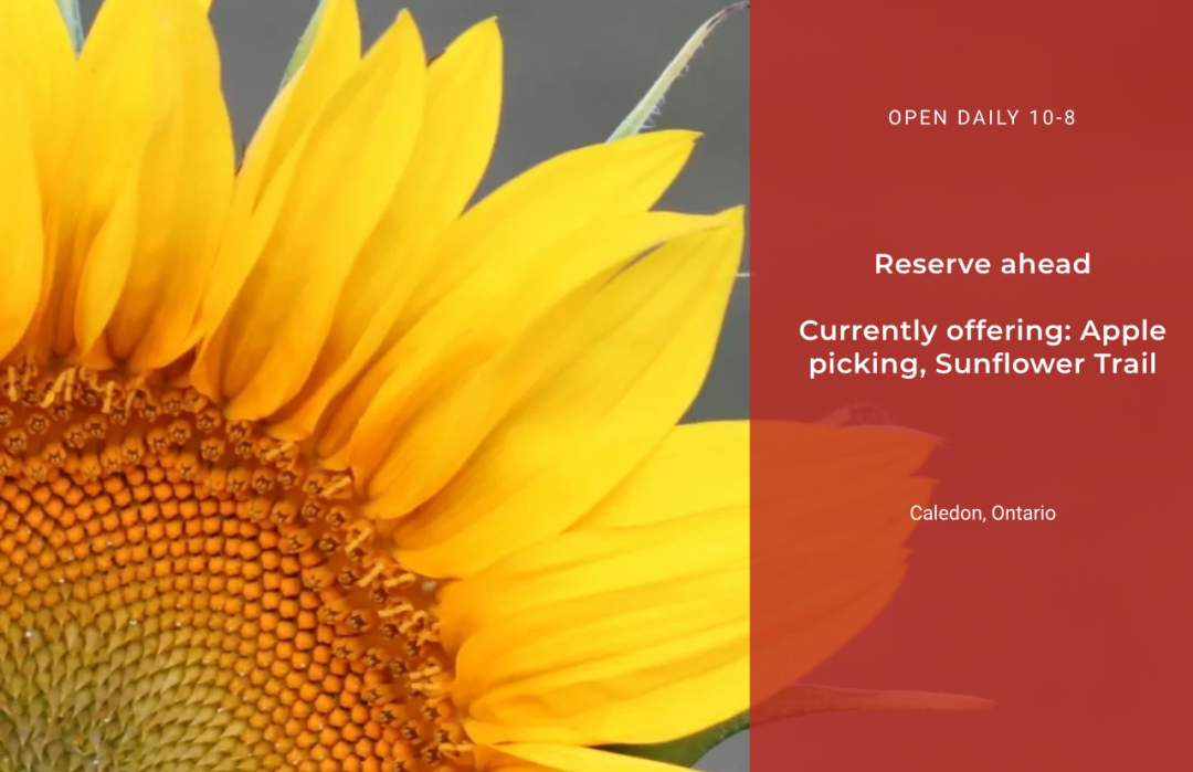 多伦多摘苹果农场盘点：Brooks Farm妥妥C位！周周有主题！