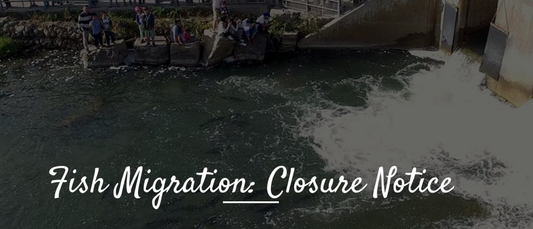 今年还能看三文鱼洄游吗？励志大神快来了！