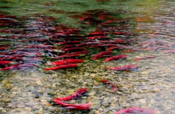 今年还能看三文鱼洄游吗？励志大神快来了！
