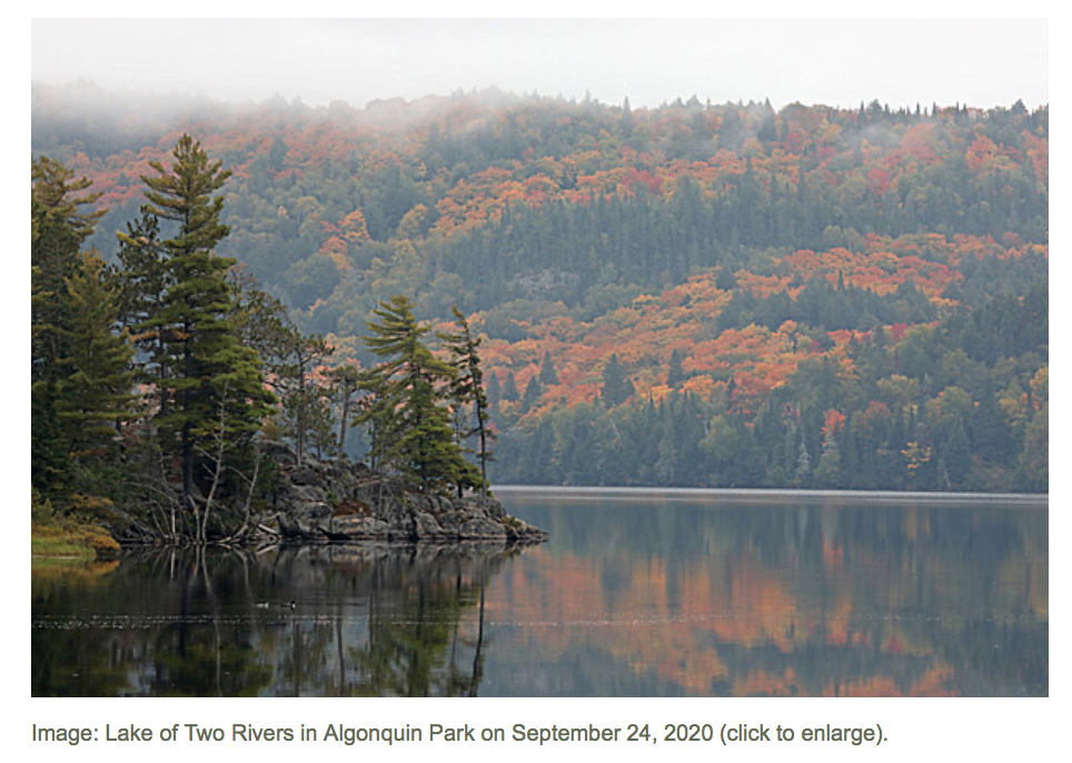 阿岗昆枫叶红了：100%树叶变色，落叶率10%！