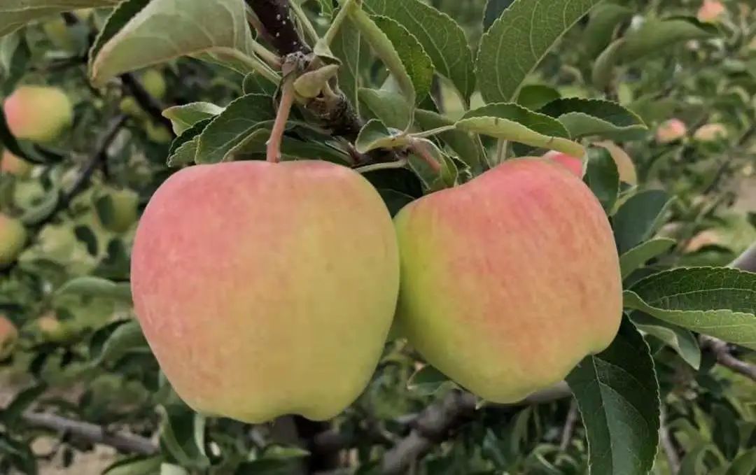 多伦多摘苹果农场盘点：Brooks Farm妥妥C位！周周有主题！