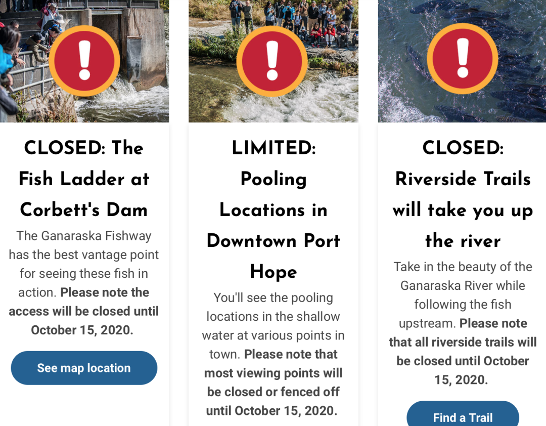 今年还能看三文鱼洄游吗？励志大神快来了！