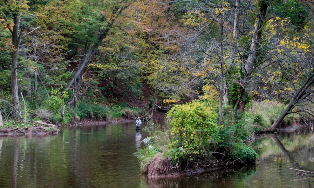 今年还能看三文鱼洄游吗？励志大神快来了！