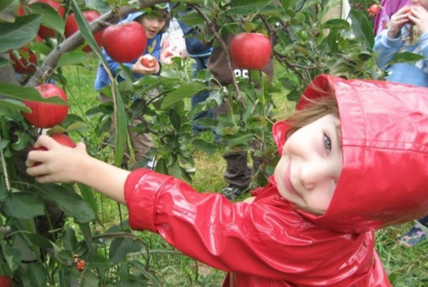 多伦多摘苹果农场盘点：Brooks Farm妥妥C位！周周有主题！