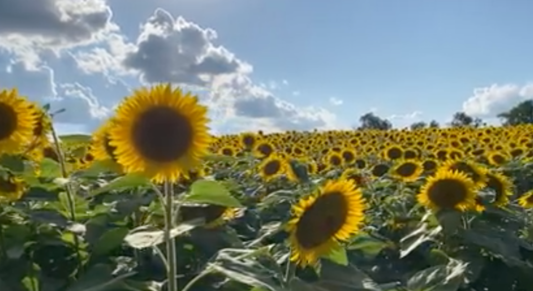 多伦多摘苹果农场盘点：Brooks Farm妥妥C位！周周有主题！