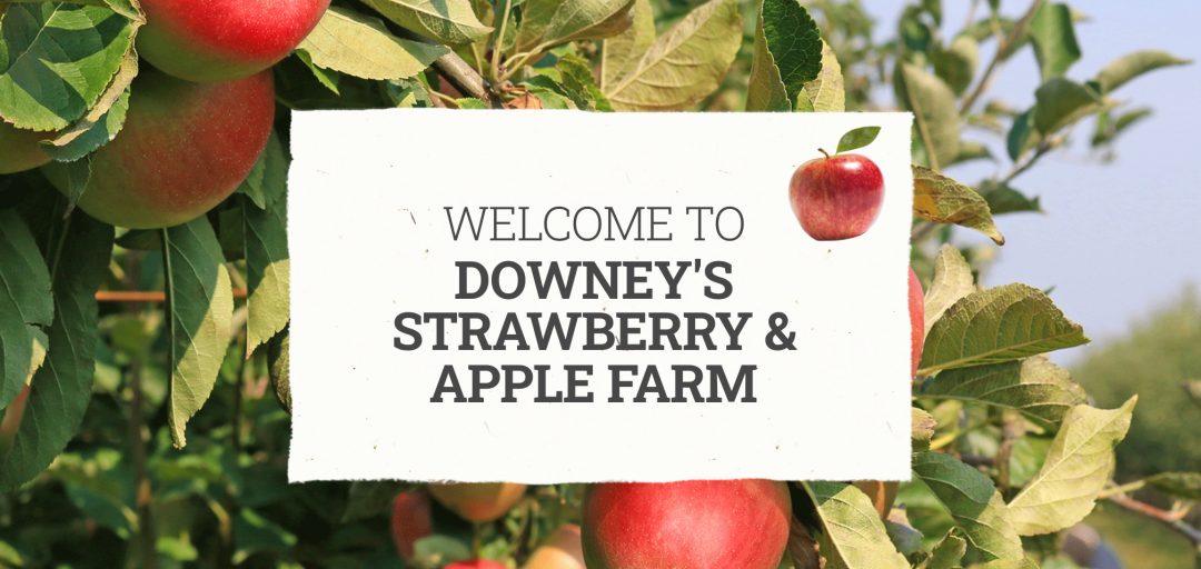 多伦多摘苹果农场盘点：Brooks Farm妥妥C位！周周有主题！