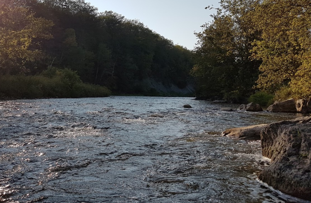 今年还能看三文鱼洄游吗？励志大神快来了！