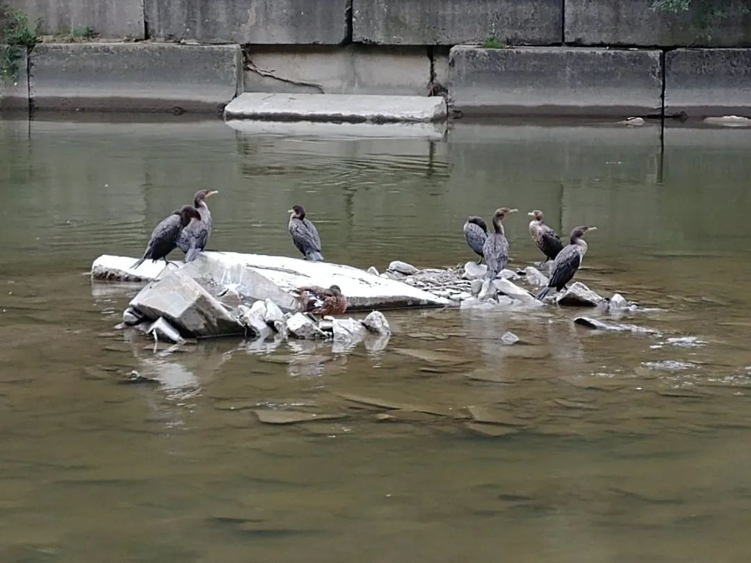 今年还能看三文鱼洄游吗？励志大神快来了！