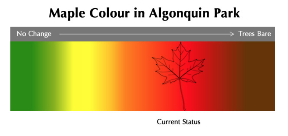 去早了绿，去晚了秃：阿岗昆最美的枫景怎么赏？