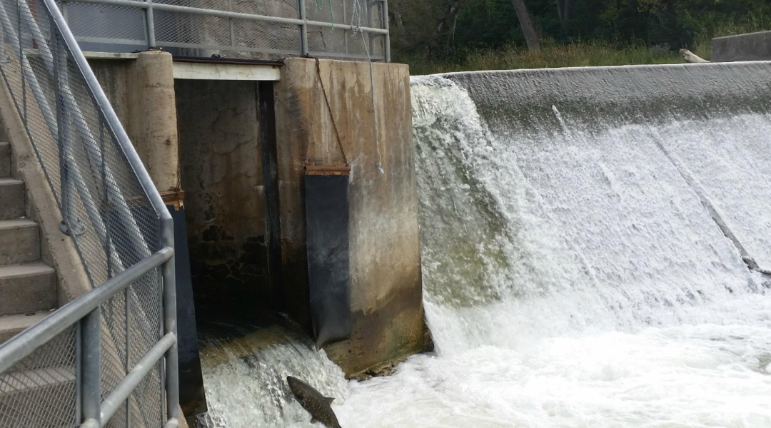 今年还能看三文鱼洄游吗？励志大神快来了！
