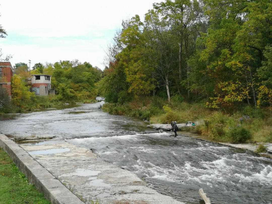 今年还能看三文鱼洄游吗？励志大神快来了！