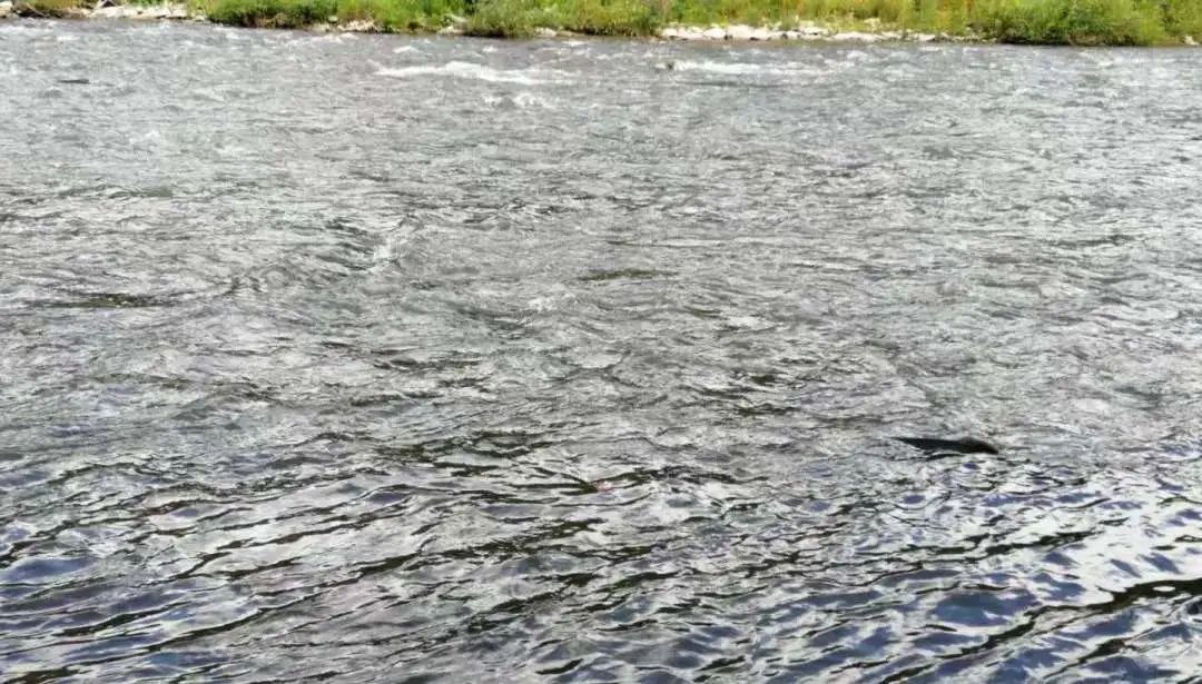 今年还能看三文鱼洄游吗？励志大神快来了！