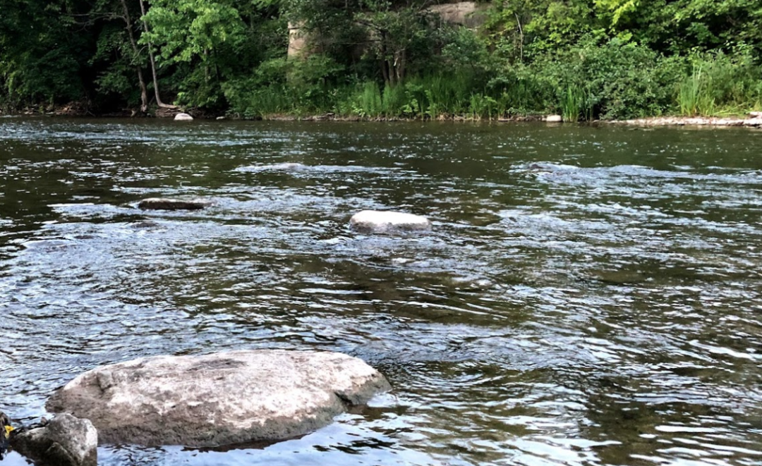 今年还能看三文鱼洄游吗？励志大神快来了！