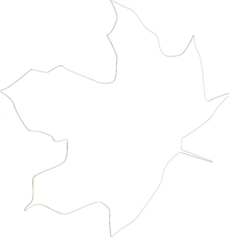 阿岗昆枫叶红了：100%树叶变色，落叶率10%！