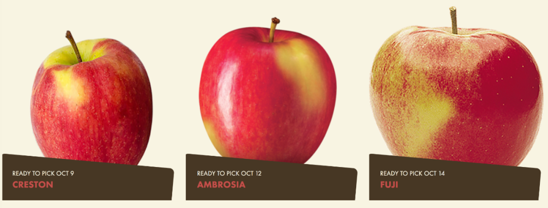 多伦多摘苹果农场盘点：Brooks Farm妥妥C位！周周有主题！