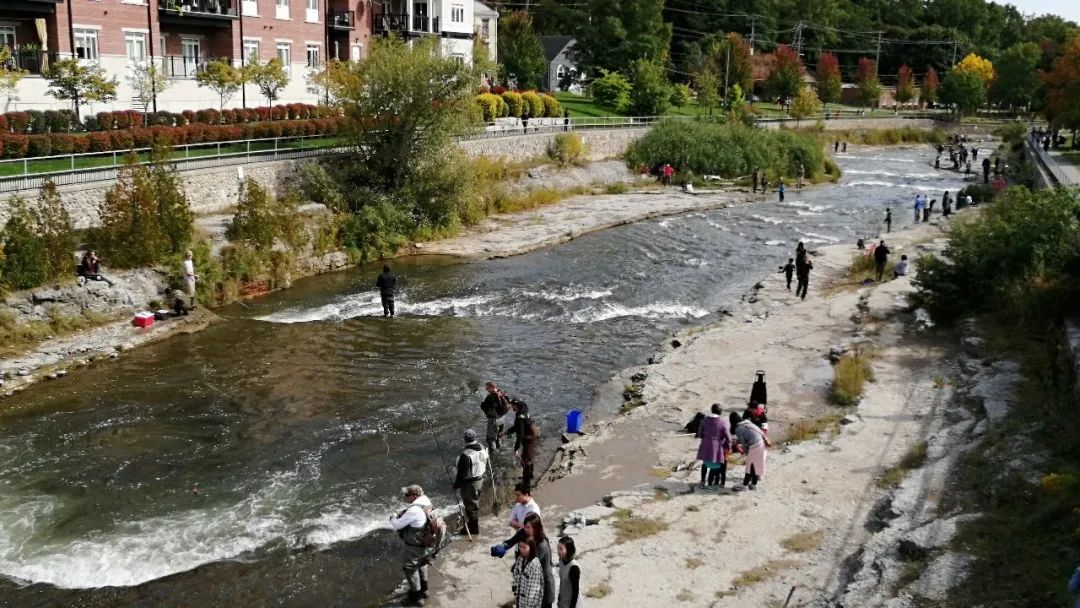 今年还能看三文鱼洄游吗？励志大神快来了！