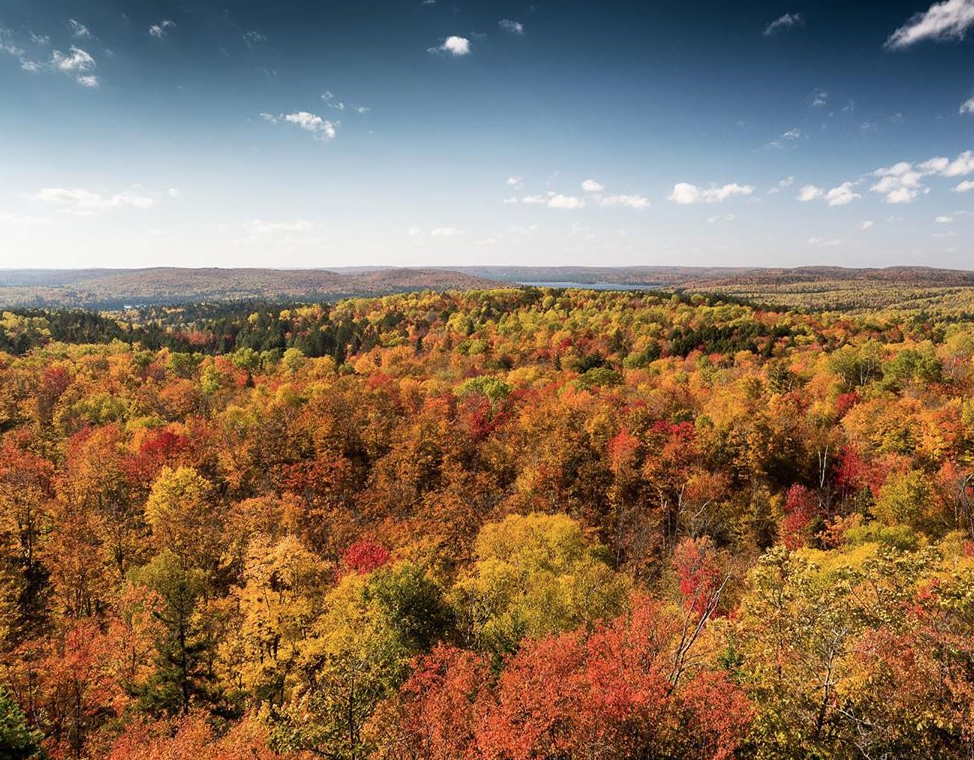 阿岗昆枫叶红了：100%树叶变色，落叶率10%！