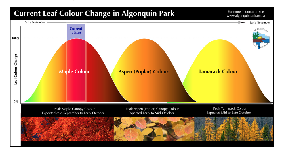 去早了绿，去晚了秃：阿岗昆最美的枫景怎么赏？
