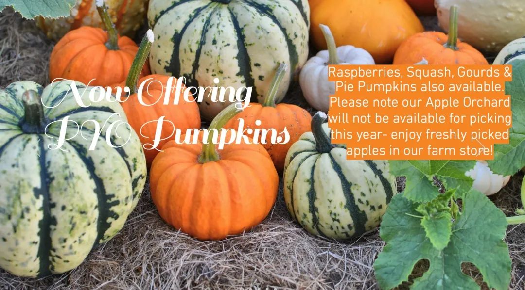 朋友圈柠檬收割机：这才是你该带娃遛的南瓜农场！