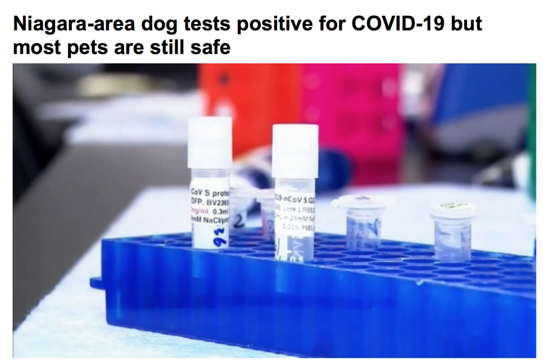 宠物也会感染病毒？加拿大出现首只确诊的狗，专家：别慌，保持距离就行！