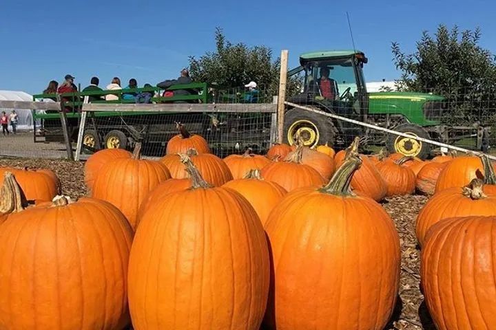 朋友圈柠檬收割机：这才是你该带娃遛的南瓜农场！