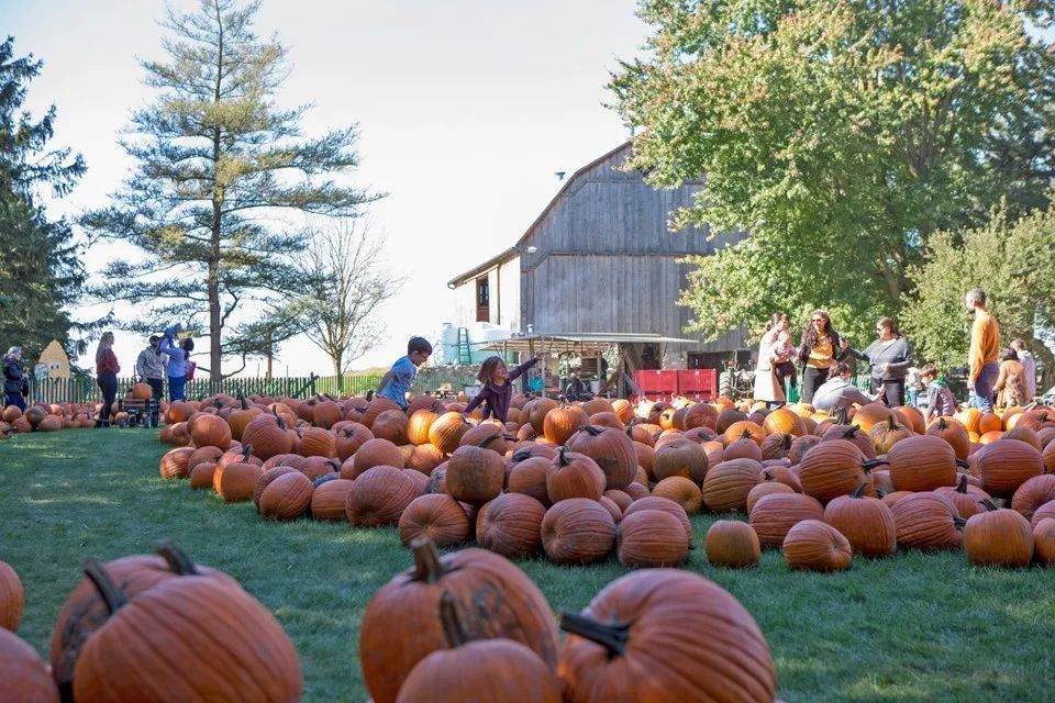 朋友圈柠檬收割机：这才是你该带娃遛的南瓜农场！