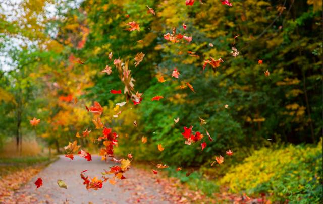想要的INS风:最好看的枫叶其实就在你家门口 想要的INS风:最好看的枫叶其实就在你家门口