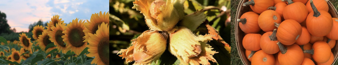 朋友圈柠檬收割机：这才是你该带娃遛的南瓜农场！