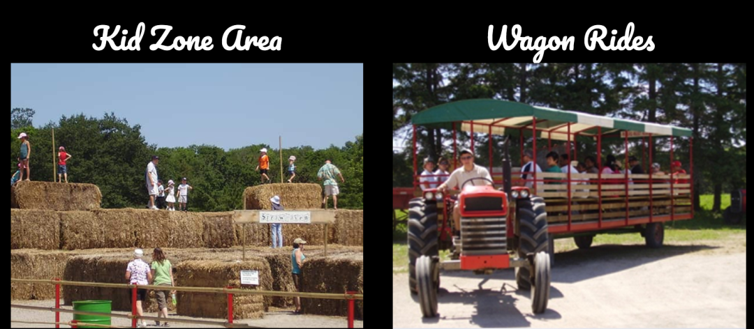 朋友圈柠檬收割机：这才是你该带娃遛的南瓜农场！