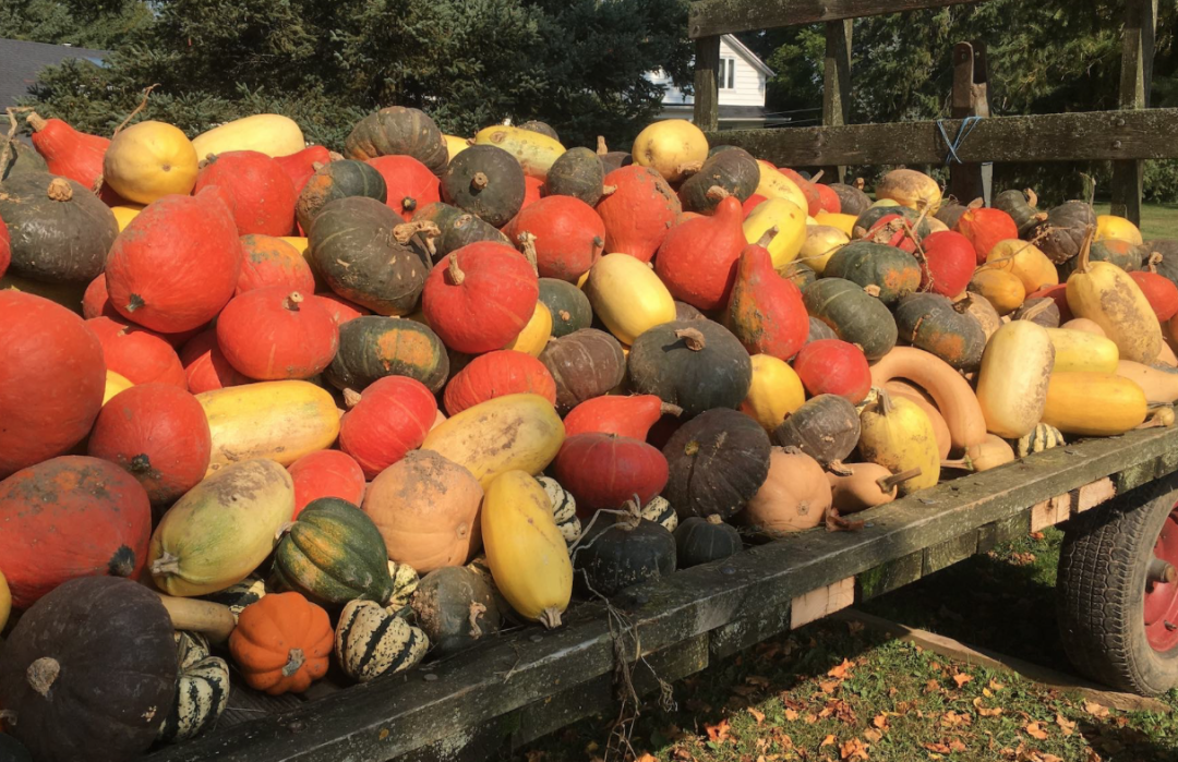 朋友圈柠檬收割机：这才是你该带娃遛的南瓜农场！