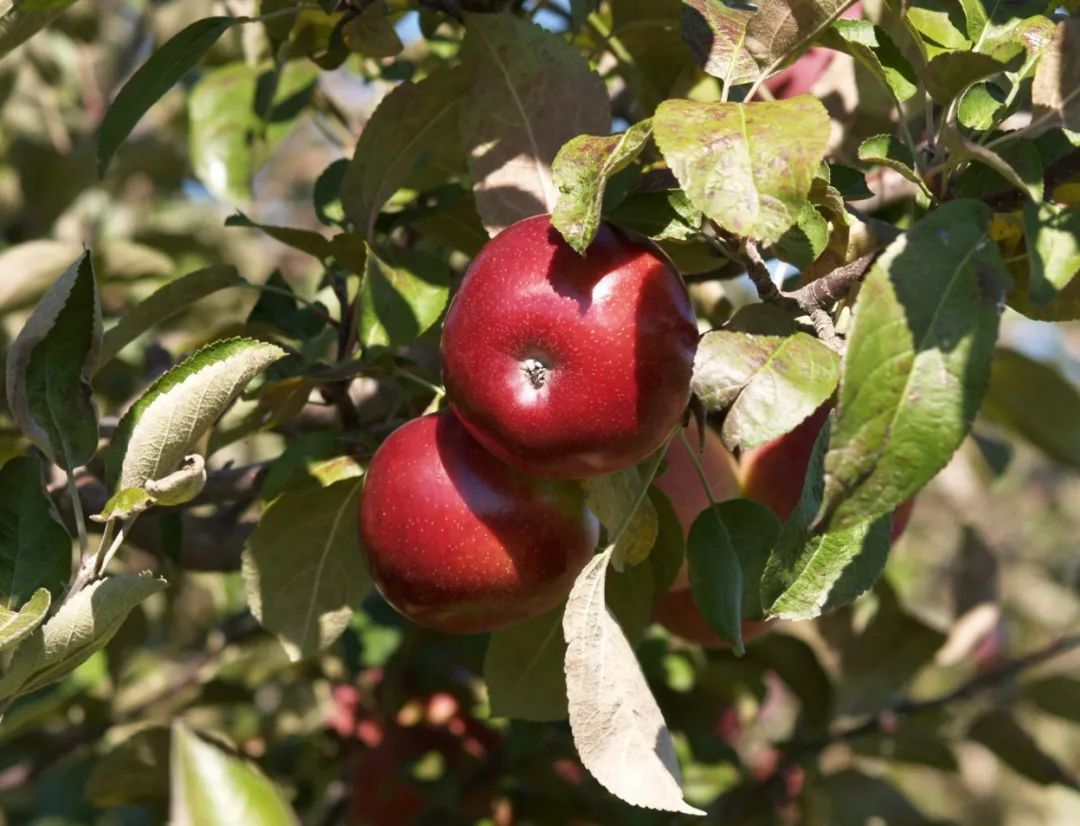 朋友圈柠檬收割机：这才是你该带娃遛的南瓜农场！