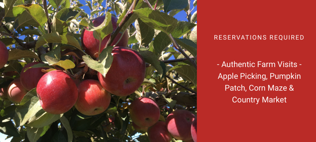 朋友圈柠檬收割机：这才是你该带娃遛的南瓜农场！