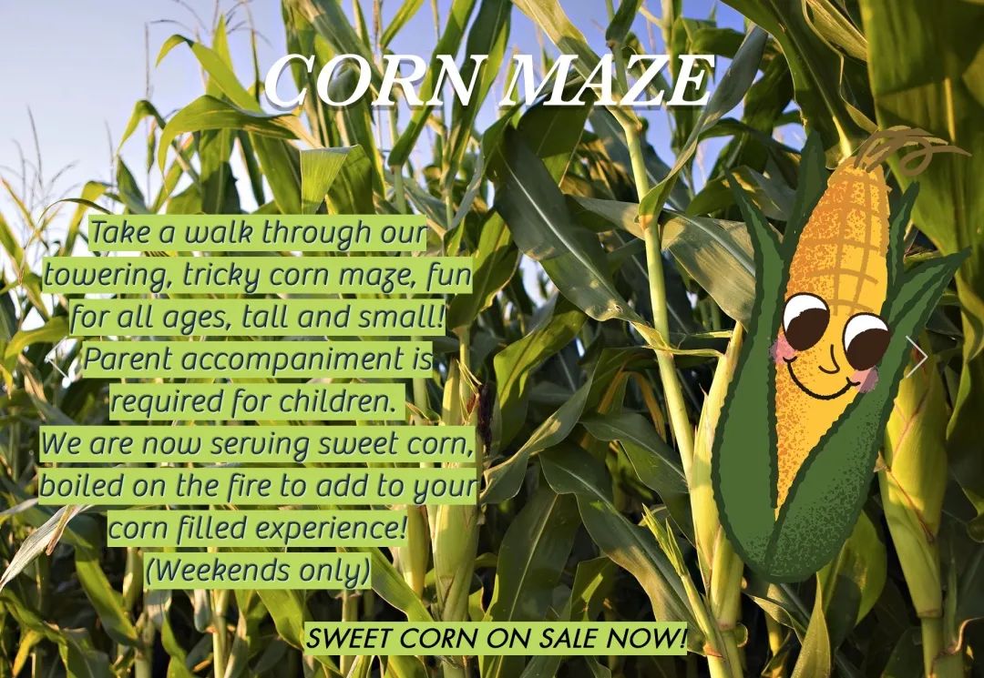 朋友圈柠檬收割机：这才是你该带娃遛的南瓜农场！