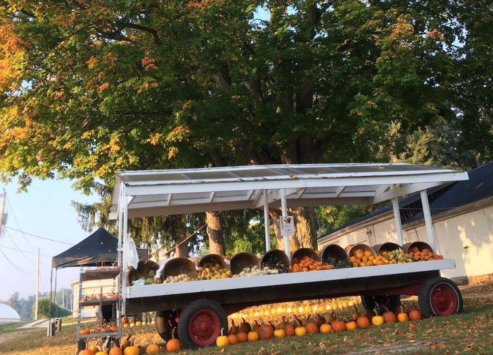 朋友圈柠檬收割机：这才是你该带娃遛的南瓜农场！