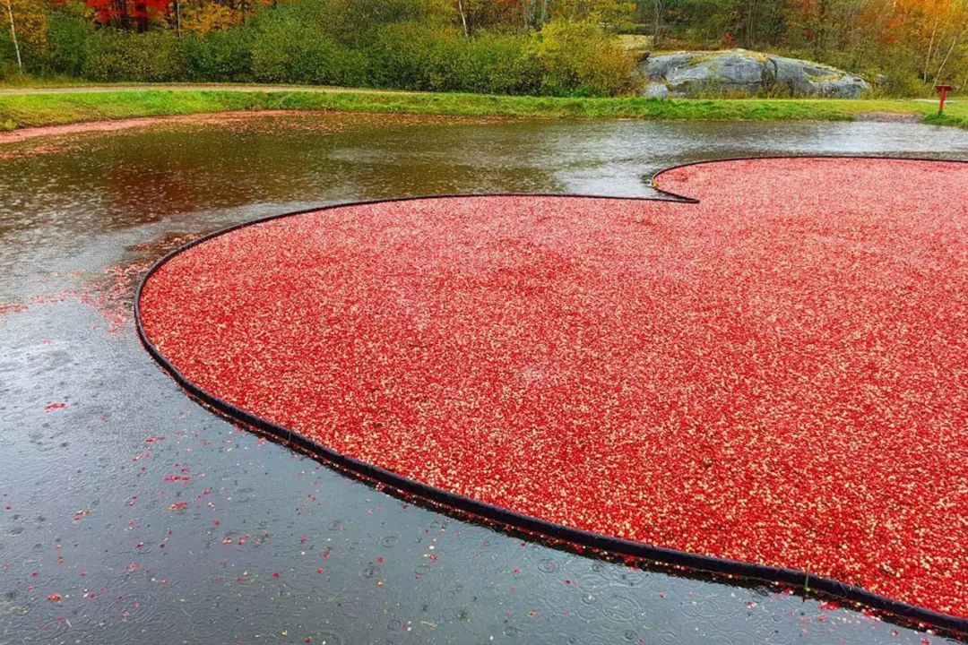 多伦多北部赏枫攻略：相同的秋日不同的美景，一路向北，越走越美~！