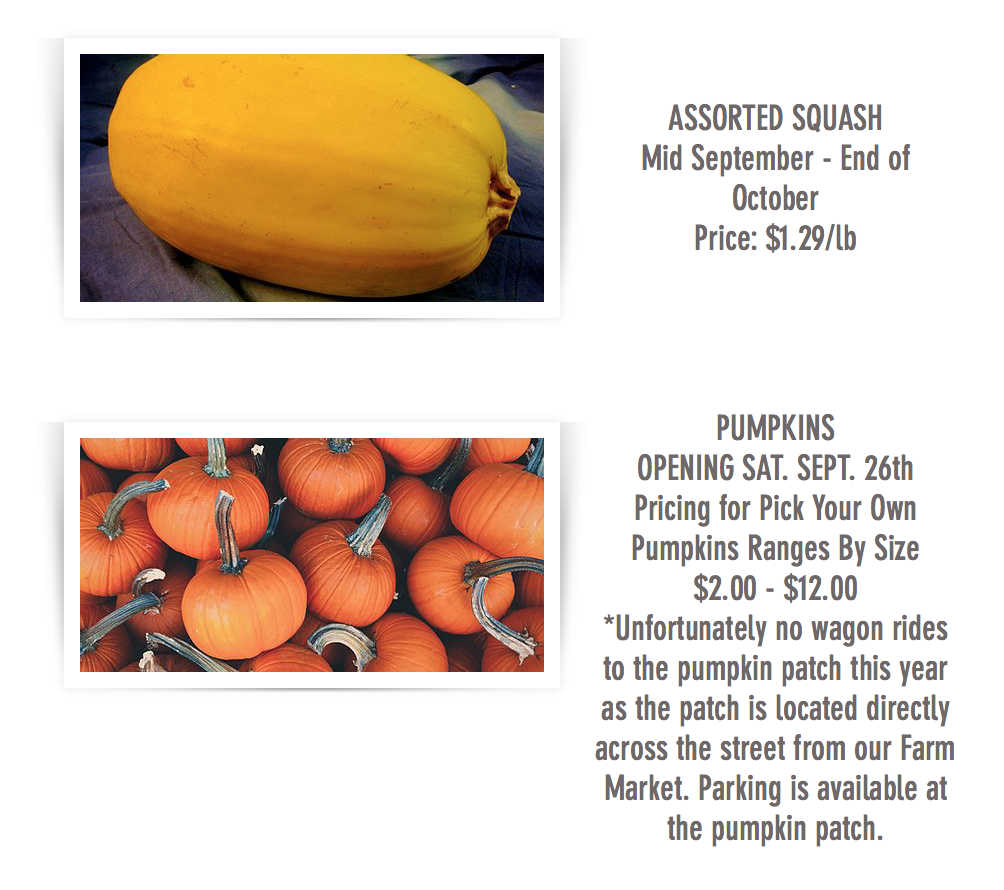 朋友圈柠檬收割机：这才是你该带娃遛的南瓜农场！