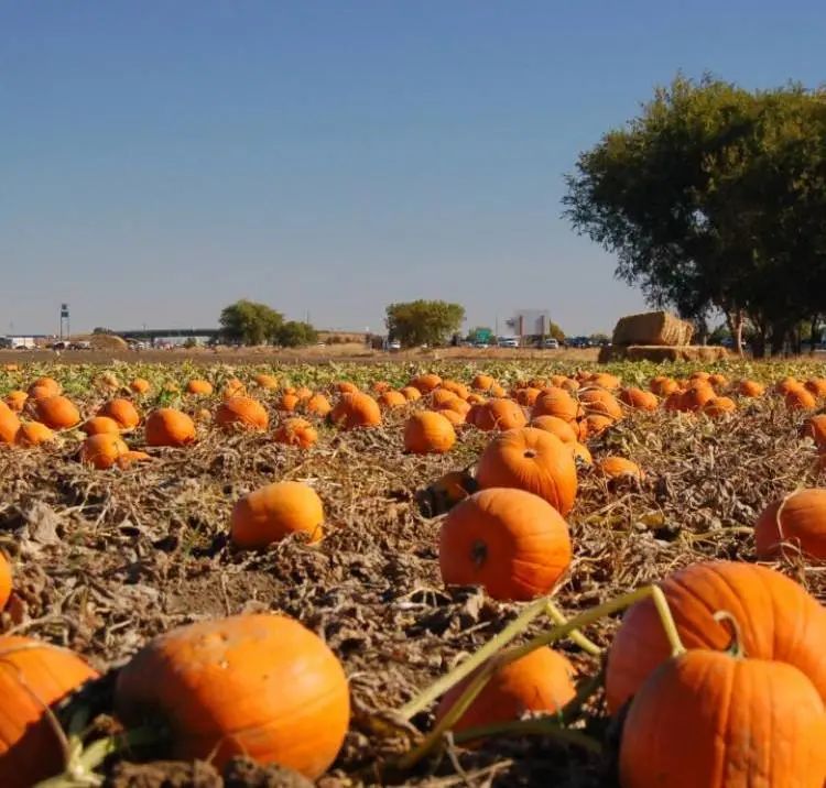 朋友圈柠檬收割机：这才是你该带娃遛的南瓜农场！