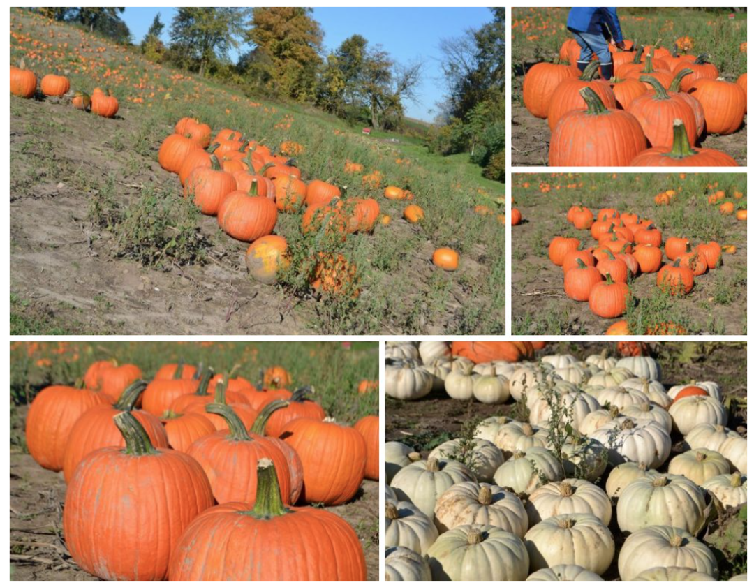 朋友圈柠檬收割机：这才是你该带娃遛的南瓜农场！