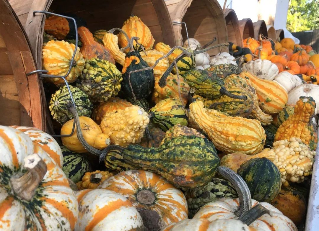 朋友圈柠檬收割机：这才是你该带娃遛的南瓜农场！