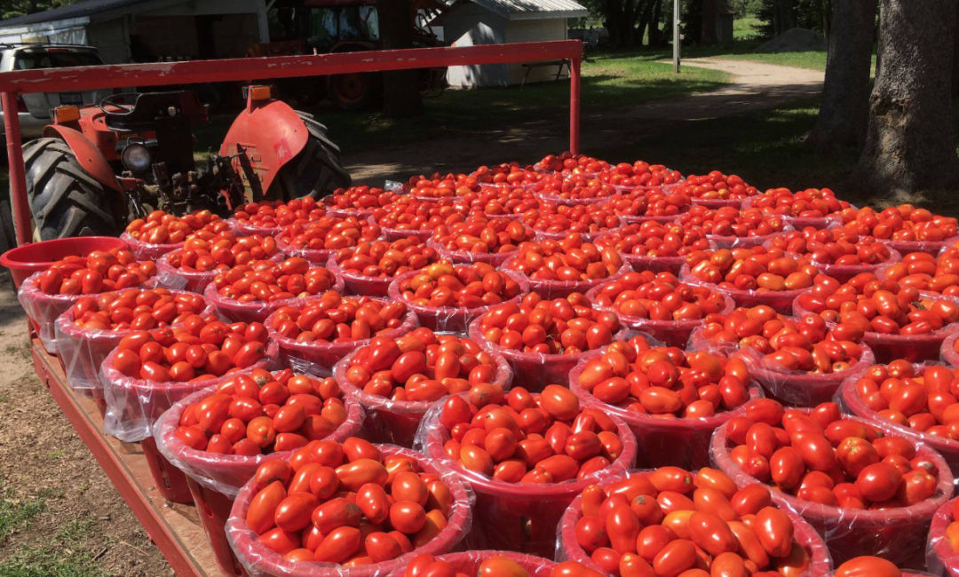 朋友圈柠檬收割机：这才是你该带娃遛的南瓜农场！